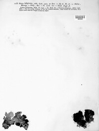 Sticta fuliginosa image